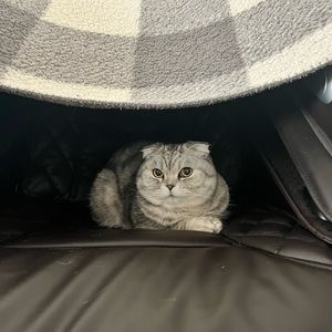 Meet your Posher, Audrey